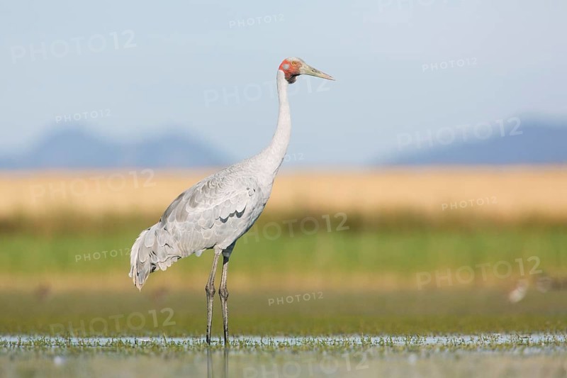 Brolga (Antigone rubicunda), Victoria, Australia