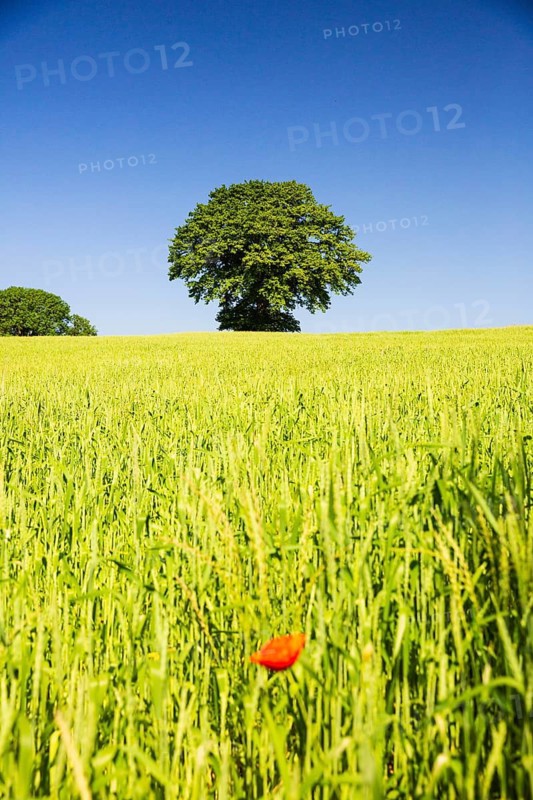 Common poppy, Papaver rhoeas, in front of a wheat field and a tree