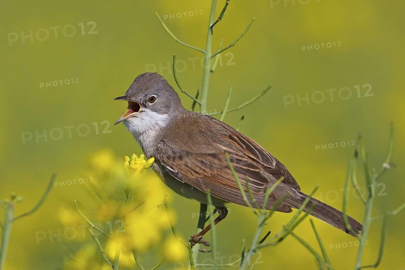 Common Whitethroat (Sylvia communis) singing, Rhineland-Palatinate, Germany