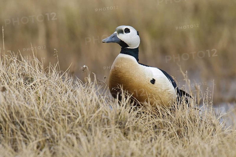 Steller's Eider (Polysticta stelleri) male, Alaska, USA