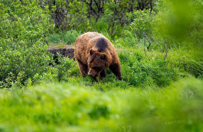 Brown bear (Ursus arctos) in the grass in spring, Alaska, USA