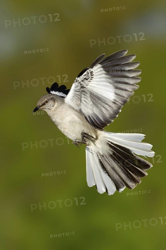 Northern Mockingbird (Mimus polyglottos) flying, Texas, USA