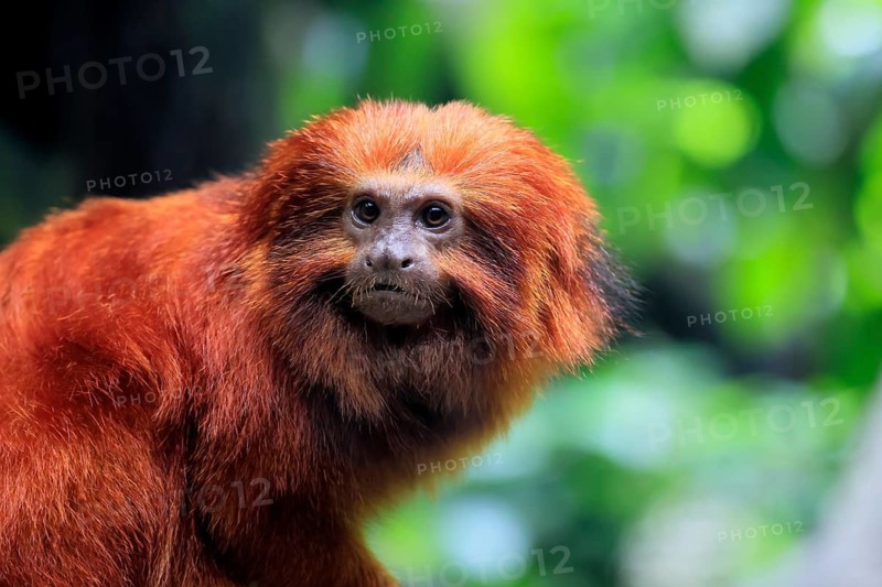 Golden lion tamarin (Leontopithecus rosalia), adult, on tree, alert, Brazil, South America