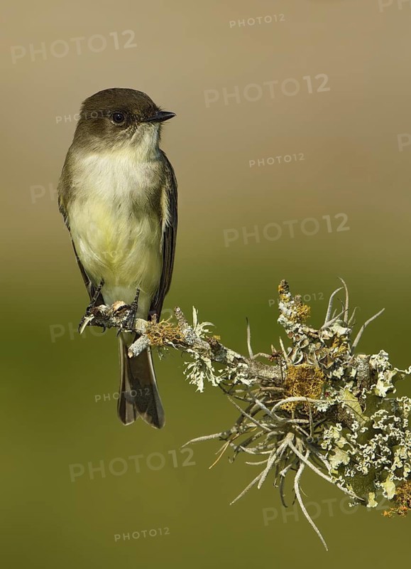 Eastern Phoebe (Sayornis phoebe), Texas, USA