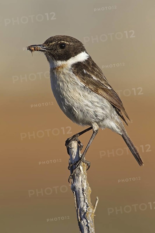 Canary Islands Stonechat (Saxicola dacotiae), Fuerteventura, Spain