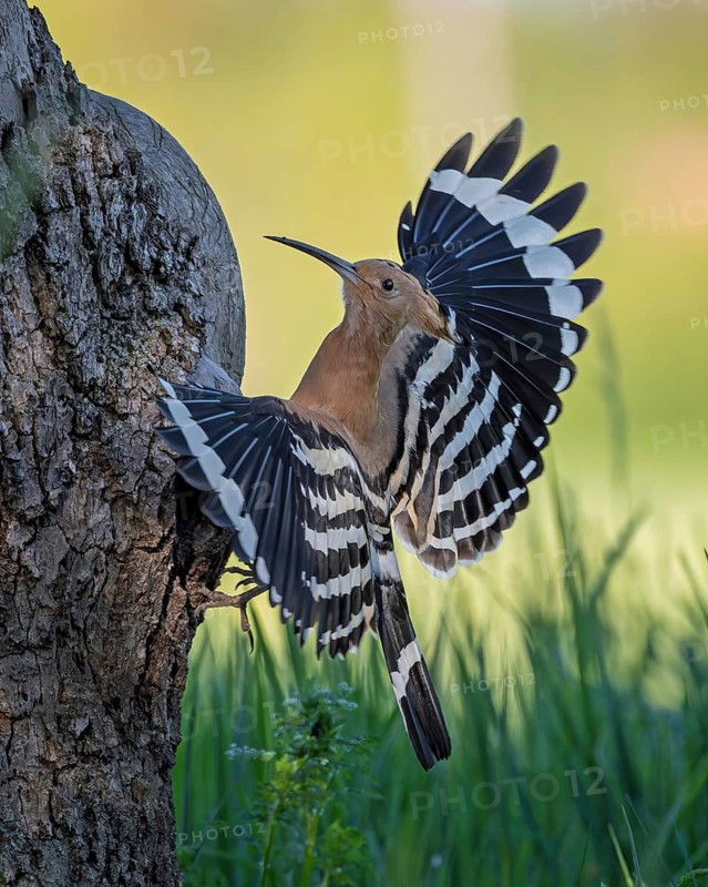 Hoopoe (Upupa epops) Bird of the Year 2022, sunrise, portrait, erected bonnet, male at the breeding den, breeding territory, mating, Middle Elbe Biosphere Reserve, Saxony-Anhalt, Germany