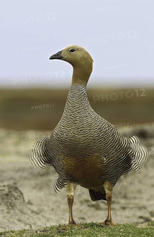 Ruddy-headed Goose (Chloephaga rubidiceps), Falkland Islands