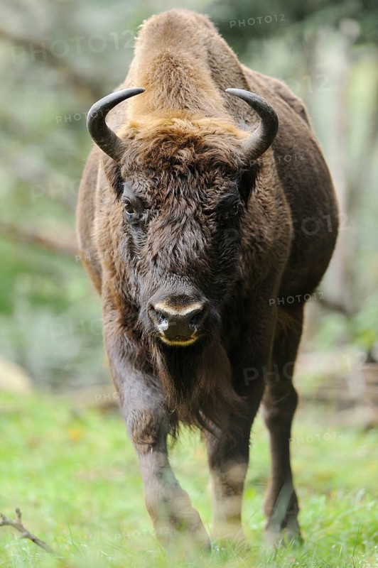 Bison in autumn forest, strong stature and wild fur, bison (Bos bonasus), Bavarian Forest National Park