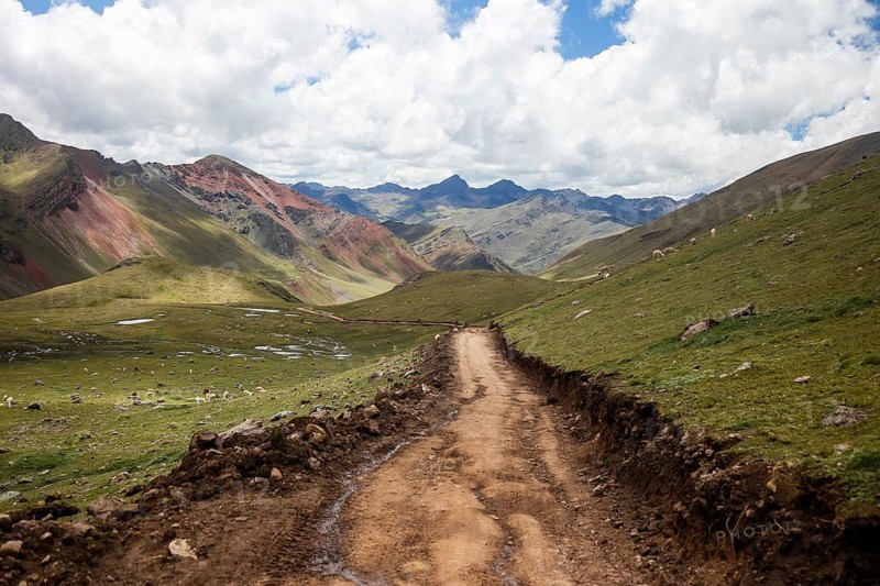 A scenic dirt trail meanders through the vibrant, multicolored Andean mountain scape, dotted with grazing alpaca under a serene sky