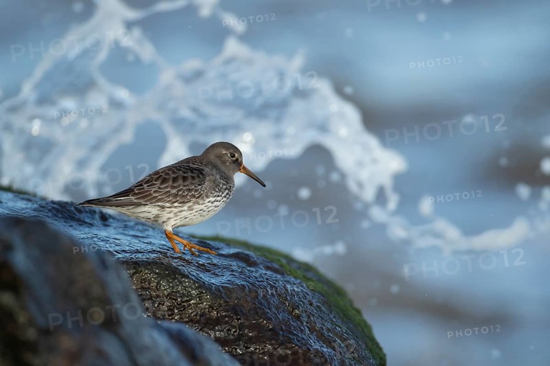 Purple sandpiper (Calidris maritima) adult wading bird in winter plumage on coastal rocks at high tide, Suffolk, England, United Kingdom