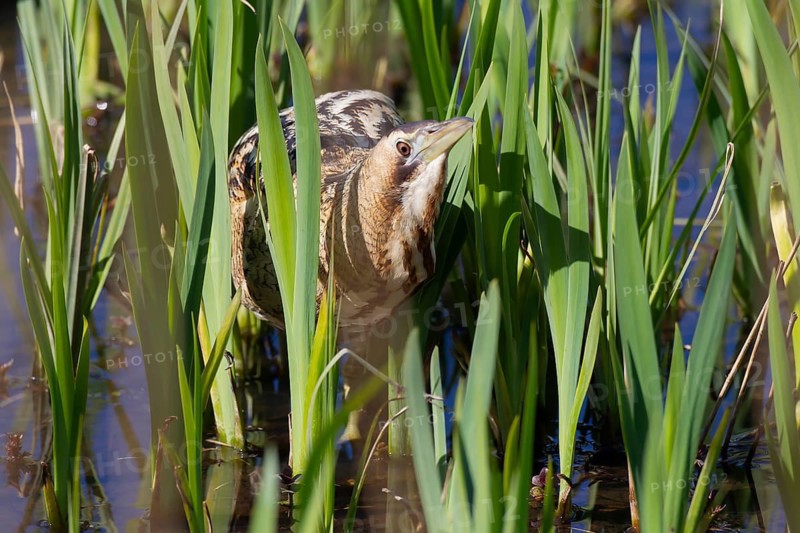 Great or Eurasian bittern (Botaurus stellaris) adult bird in a reedbed in spring, RSPB Minsmere nature reserve, Suffolk, England, United Kingdom