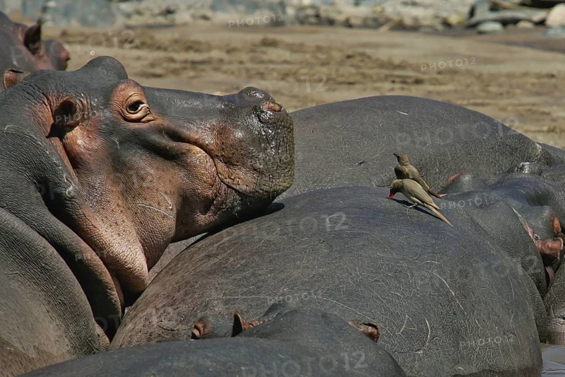 Hippopotamus (Hippopotamus amphibius) adult observing Red-billed Oxpecker (Buphagus erythrorhynchus) on back of Hippo beside, Serengeti National Park, Tanzania