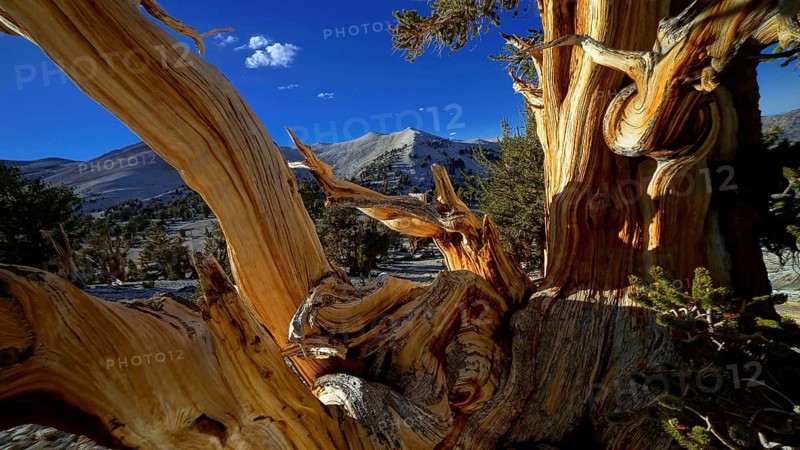 USA - California - Bristlecone - Ancient Bristlecone Pine Forest National Monument