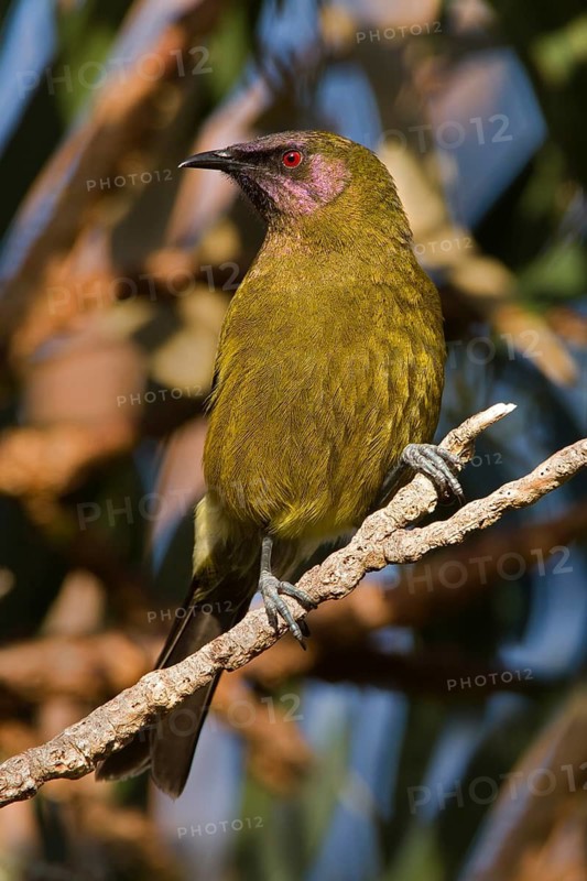 New Zealand Bellbird (Anthornis melanura), Stewart Island, New Zealand
