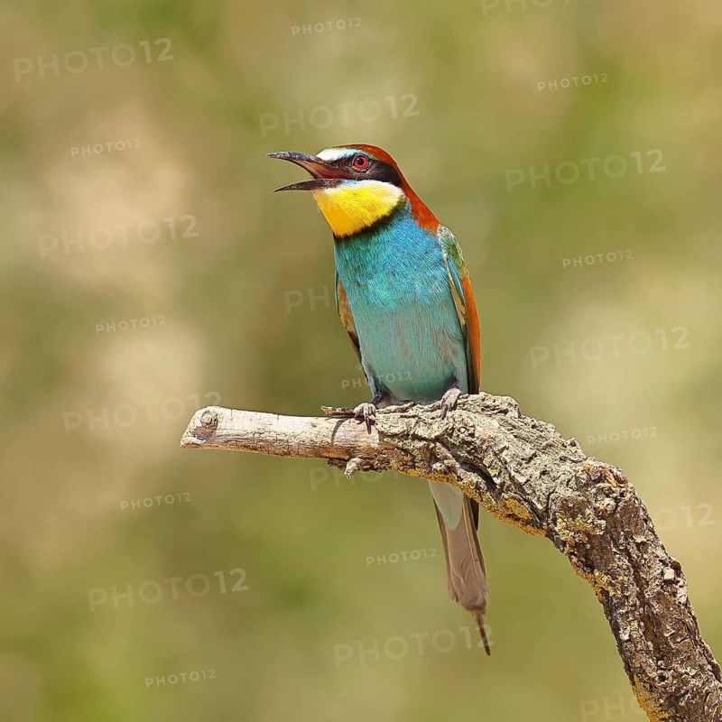 European bee-eater (Merops apiaster) sitting on a branch, Lake Neusiedl, Burgenland, Austria