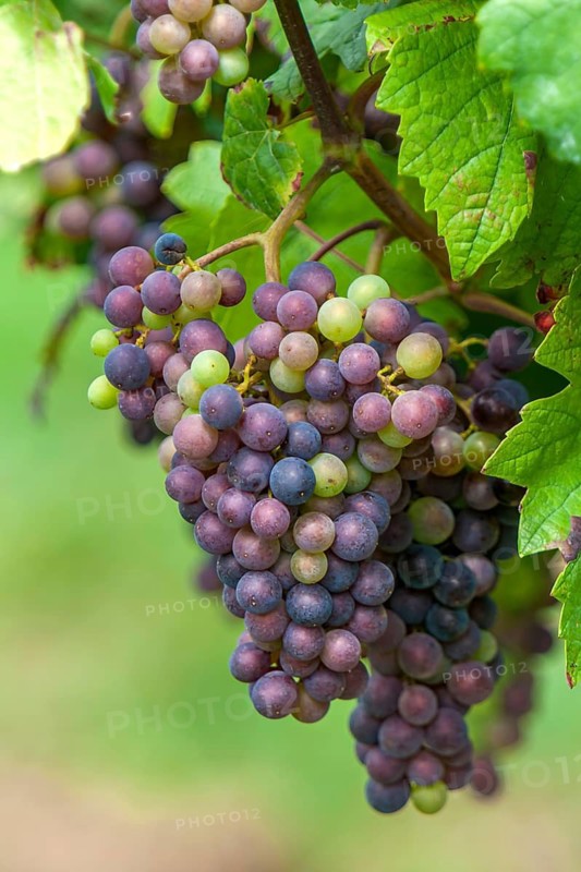 Blue grapes (Vitis sp.) on the vine, Southern Palatinate, Palatinate, Rhineland-Palatinate, Germany