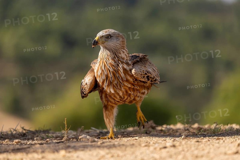 Red kite (Milvus milvus), on the ground, Catalonia, Spain