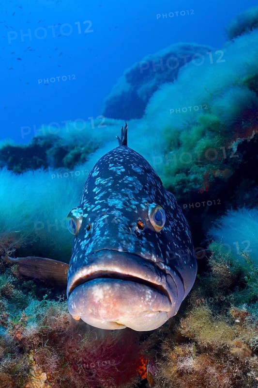 Large spotted fish, Dusky Grouper (Epinephelus marginatus) (Mycteroperca marginatus), close-up in the sea, dive site Giens Peninsula, Port Cros Marine Protected Area, Mediterranean Sea, Porquerolles, Provence, Côte d'Azur, France
