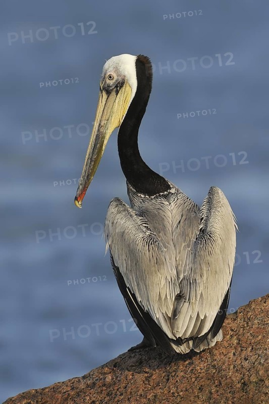 Brown Pelican (Pelecanus occidentalis), Texas, USA