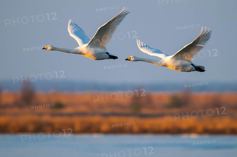 Singschwan (Cygnus cygnus) Rastvogel, Schwan, Singschwan, Tier, Voegel, Vogel, Whooper Swan, Winter, Zugvogel