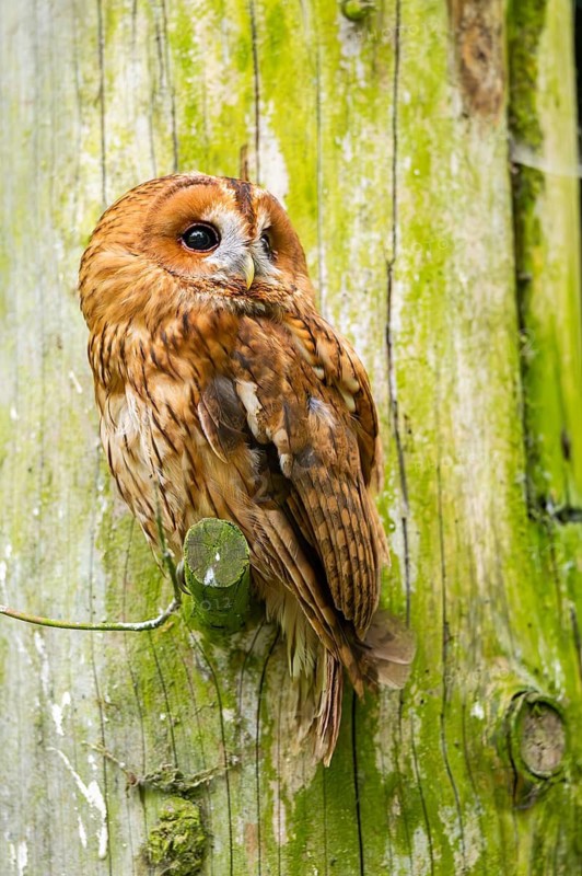 Tawny owl (Strix aluco) sitting on a branch, Bavaria, Germany