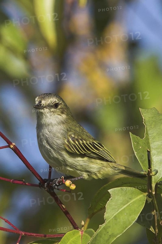 Paltry Tyrannulet (Zimmerius vilissimus), Costa Rica