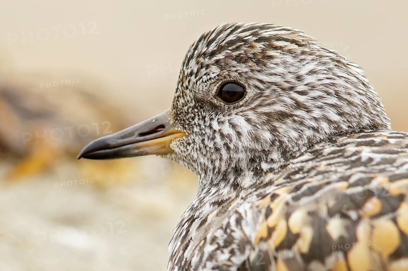 Surfbird (Aphriza virgata) feeding along a river in Nome, Alaska