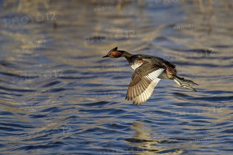 Eared Grebe Podiceps nigricollis Lower Klamath National Wildlife Refuge, Oregon, United States 9 May Adult breeding plumage in flight. Podicipedidae