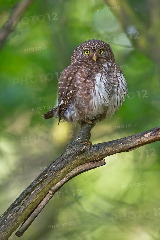 Eurasian Pygmy Owl (Glaucidium passerinum) female perched on a branch, Bavaria, Germany