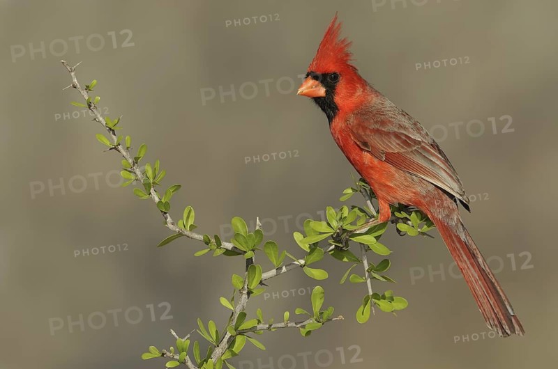 Northern Cardinal (Cardinalis cardinalis), Texas, USA