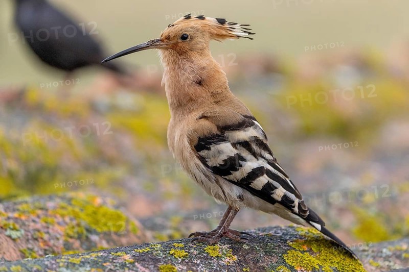 Hoopoe (Upupa epops), calling, on, roof, Extremadura, Spain