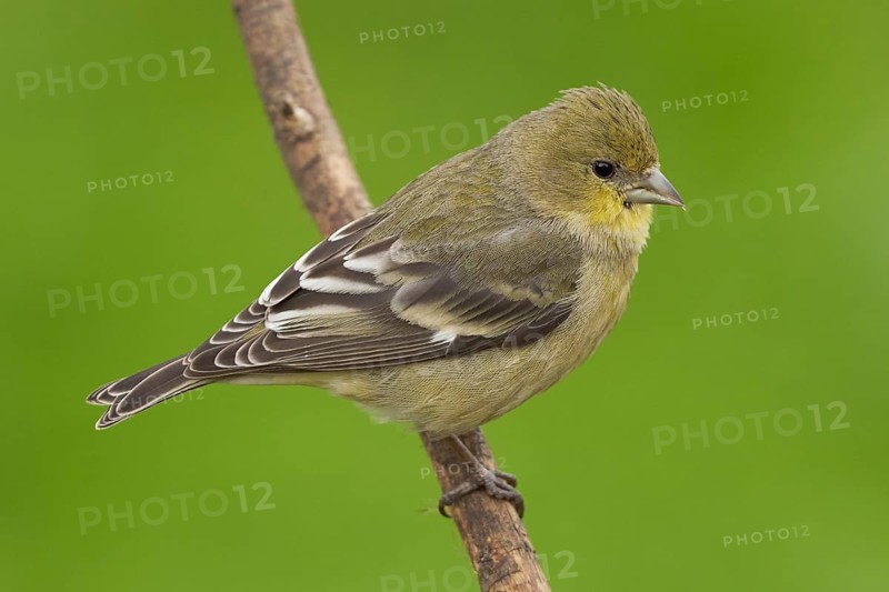 Lesser Goldfinch