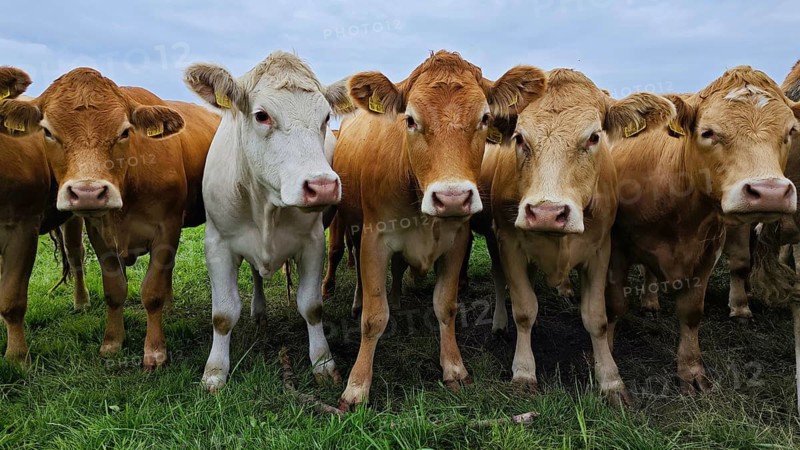 Front view of a group of cows (bos taurus) on a green meadow under a cloudy sky, Franconian Forest nature park Park