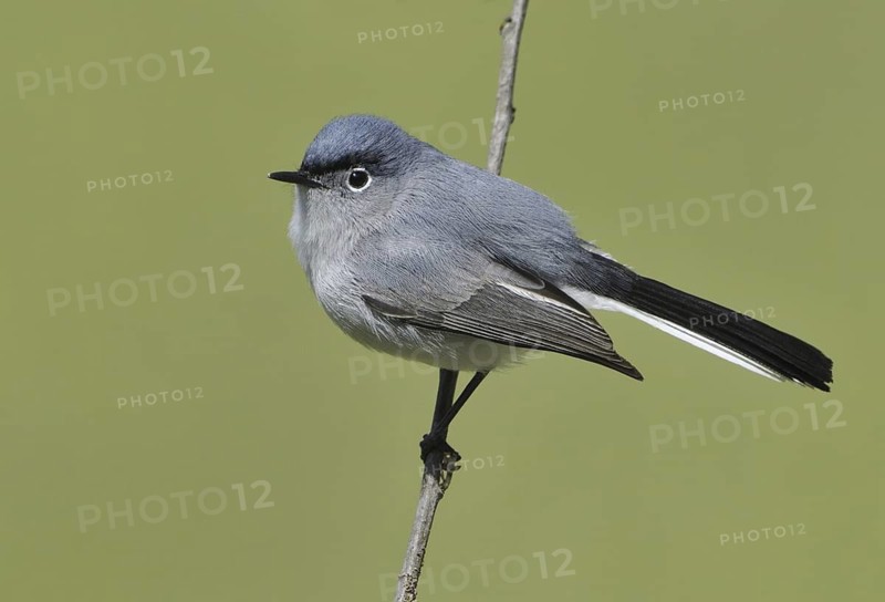 Blue-grey Gnatcatcher (Polioptila caerulea), USA