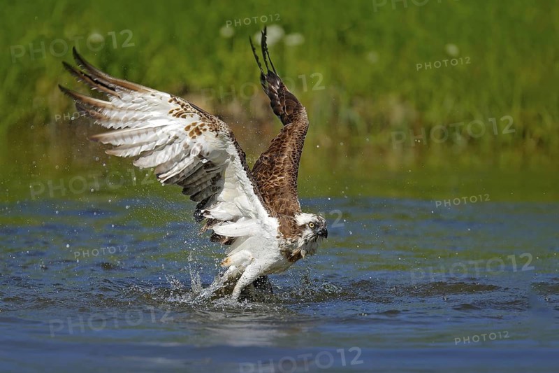 Flying osprey with fish. Action scene with bird, nature water habitat. Osprey with fish fly. Bird of prey with fish in the talon, hunting in the water, swimming in lake, Finland. Osprey catch fish