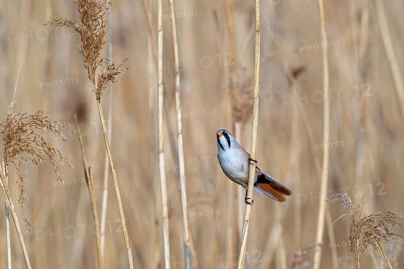 Alert bearded reedling, bearded tit (Panurus biarmicus) adult male perched on reed stem in wetland and looking at bird of prey flying overhead