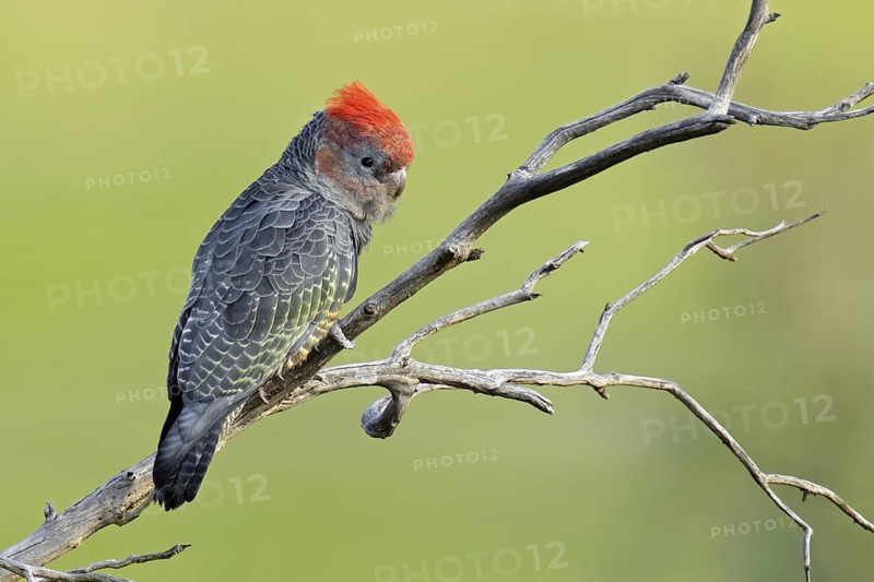 Gang-gang Cockatoo (Callocephalon fimbriatum) juvenile, Victoria, Australia