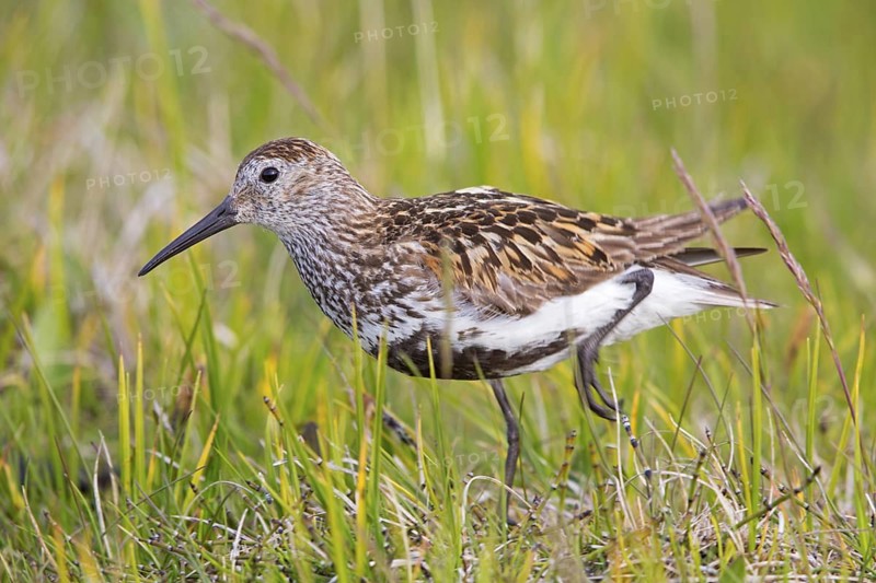 Dunlin, (Calidris alpina), Animals, Bird, Snipe family, Breiðavík, Vestfirðir, Iceland