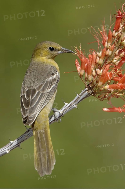 Bullock's Oriole (Icterus bullockii), Arizona, USA