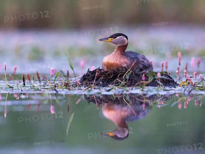 Red-necked Grebe (Podiceps grisegena) on nest, Mecklenburg-Western Pomerania, Germany