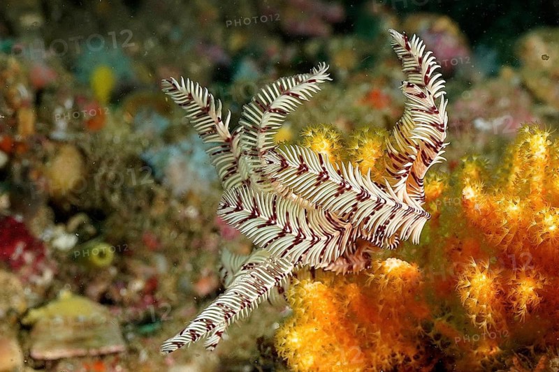 A delicately structured white sawtooth starfish (Oligometra serripinna) surrounded by lively orange-coloured coral growth. Dive site Aliwal Shoal, Umkomaas, KwaZulu Natal, South Africa