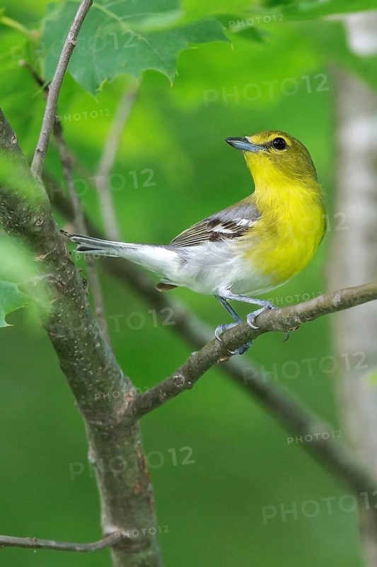Yellow-throated Vireo (Vireo flavifrons) perched on a branch in southern Ontario, Canada