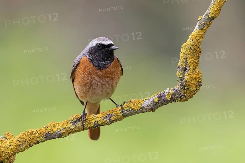 Common Redstart (Phoenicurus phoenicurus) male perched on a lichen covered twig, Poland