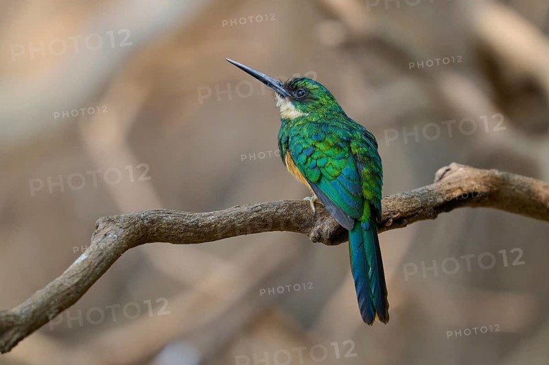 A small bird with bright green plumage sits on a branch, Rufous-tailed jacamar (Galbula ruficauda), Pantanal, Mato Grosso, Brazil