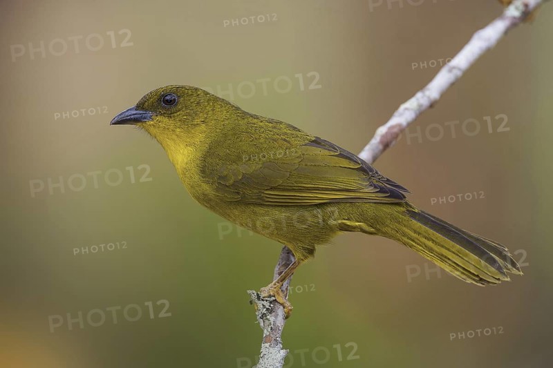 Olive-green Tanager (Orthogonys chloricterus)