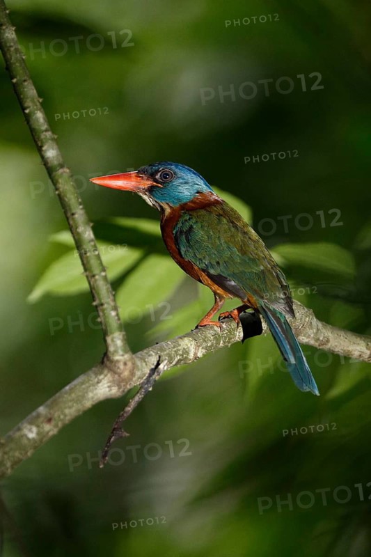 Green-backed Kingfisher (Actenoides monachus) male perched on a branch, Sulawesi Utara, Indonesia