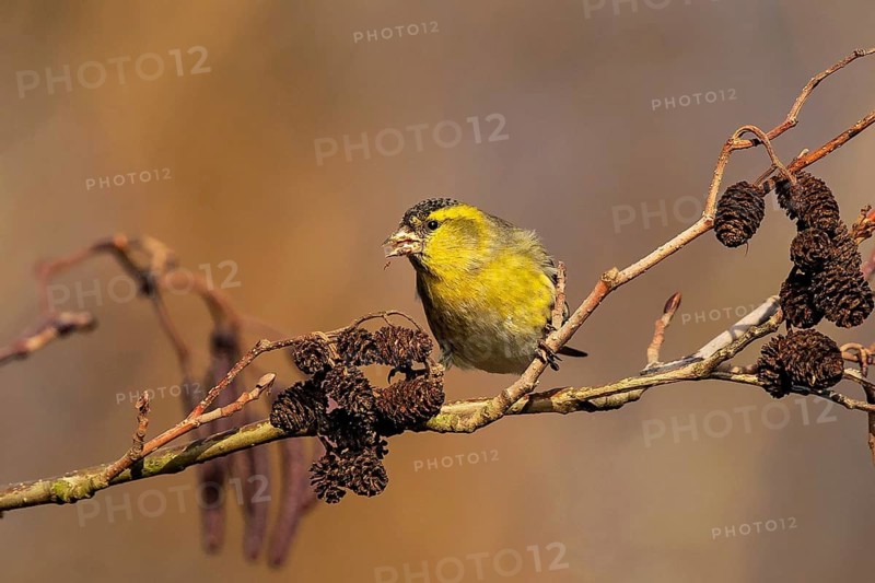Eurasian Siskin (Spinus spinus) male perched on a branch, Baden-Wuerttemberg, Germany