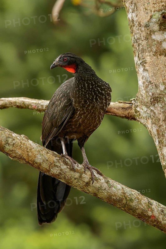 Dusky-legged Guan (Penelope obscura) perched on a branch in the Atlantic Rainforest Region of Brazil
