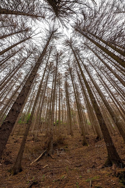 Forest dieback in the Arnsberg Forest nature park Park, over 70 per cent of the spruce trees are diseased, damaged, mostly by the bark beetle, which was able to spread due to drought and heat, climate change, attempts are being made to adapt the forest to climate change by replanting other tree species, near Hirschberg, North Rhine-Westphalia, Germany