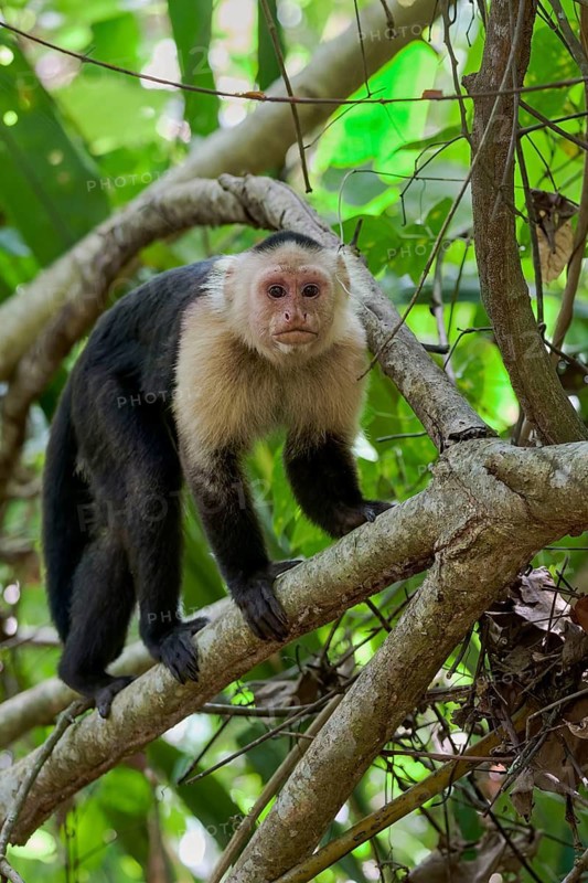 White-shouldered capuchin monkey (Cebus capucinus) Costa Rica